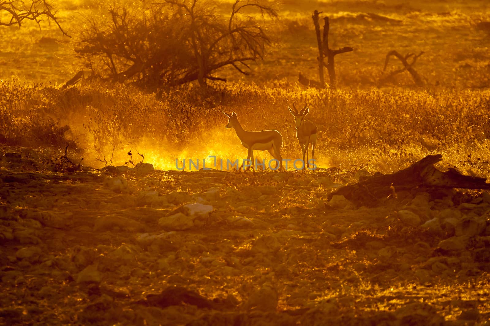 Two springbok (Antidorcas marsupialis), walking in the last rays of the setting sun in Northern Namibia