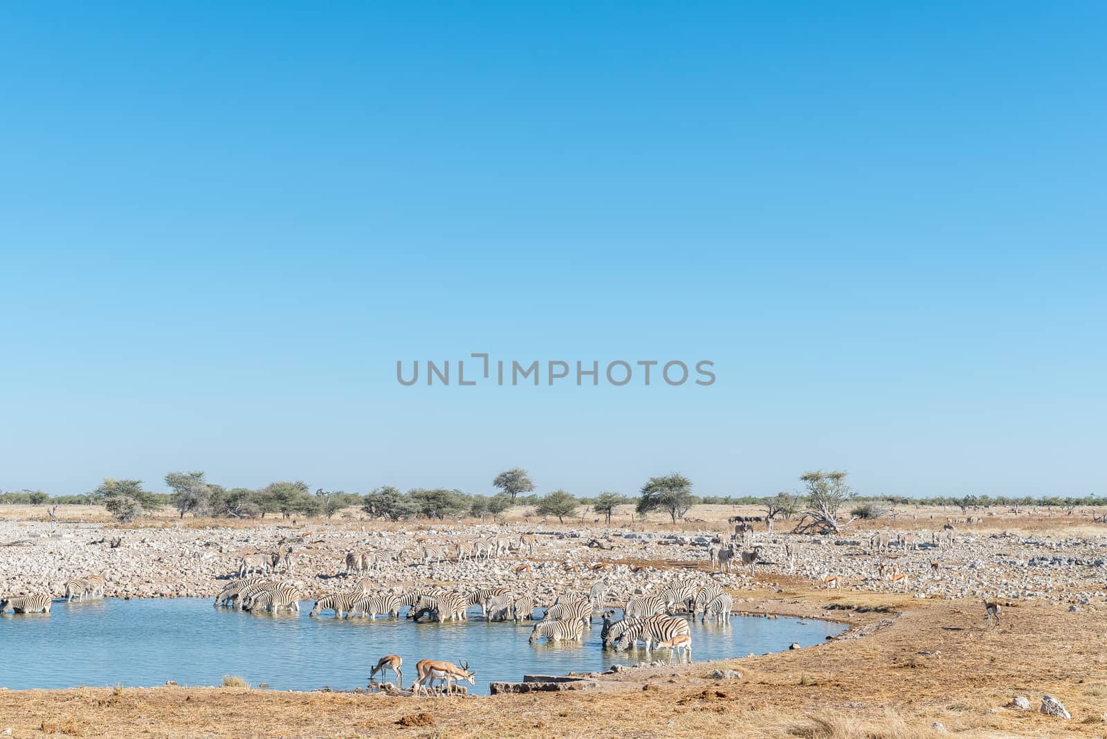 A large herd of Burchells zebras, Equus quagga burchellii, drinking water at a waterhole in Northern Namibia