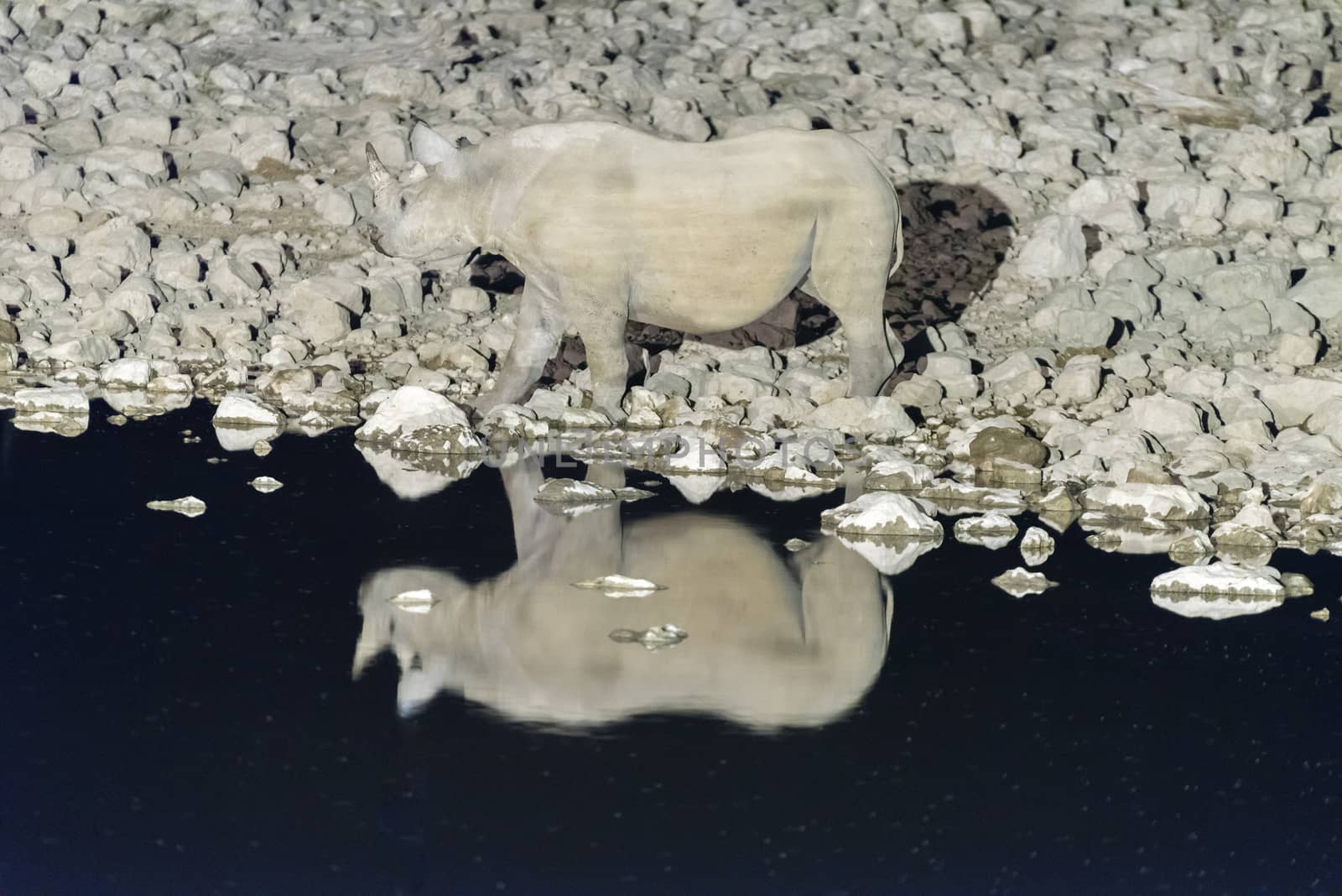 A black rhinoceros, Diceros bicornis, at an artificially lit waterhole in Northern Namibia after sunset. Its reflection is visible on the water