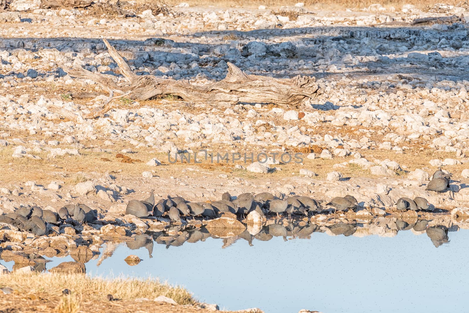 A flock of helmeted guineafowl (Numida meleagris)), with their reflections visible in a waterhole in Northern Namibia