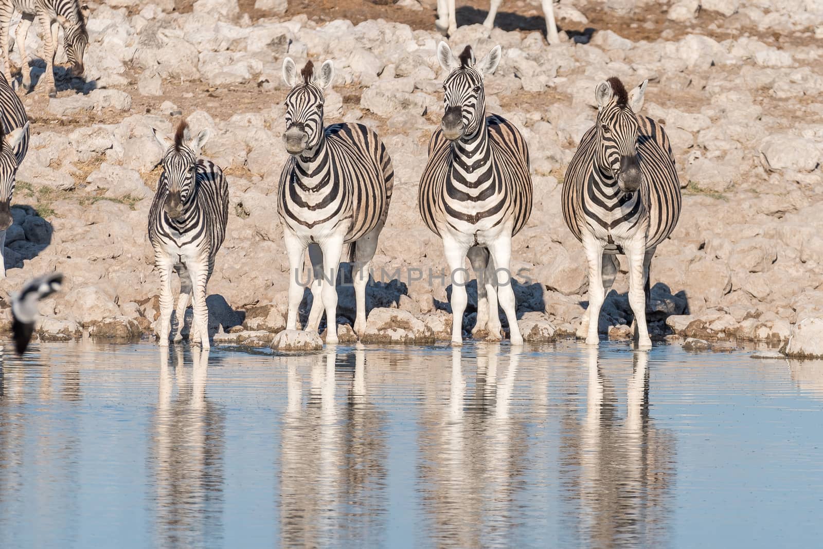 Four Burchells zebras, Equus quagga burchellii, at a waterhole in Northern Namibia