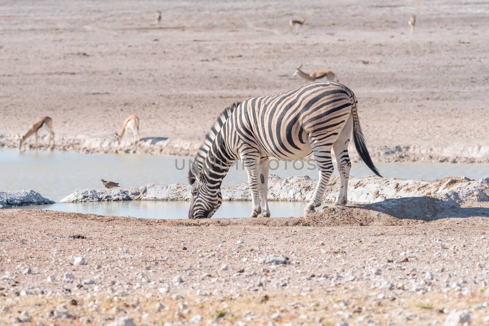 A Burchells zebra, Equus quagga burchellii, drinking water at a waterhole in Northern Namibia