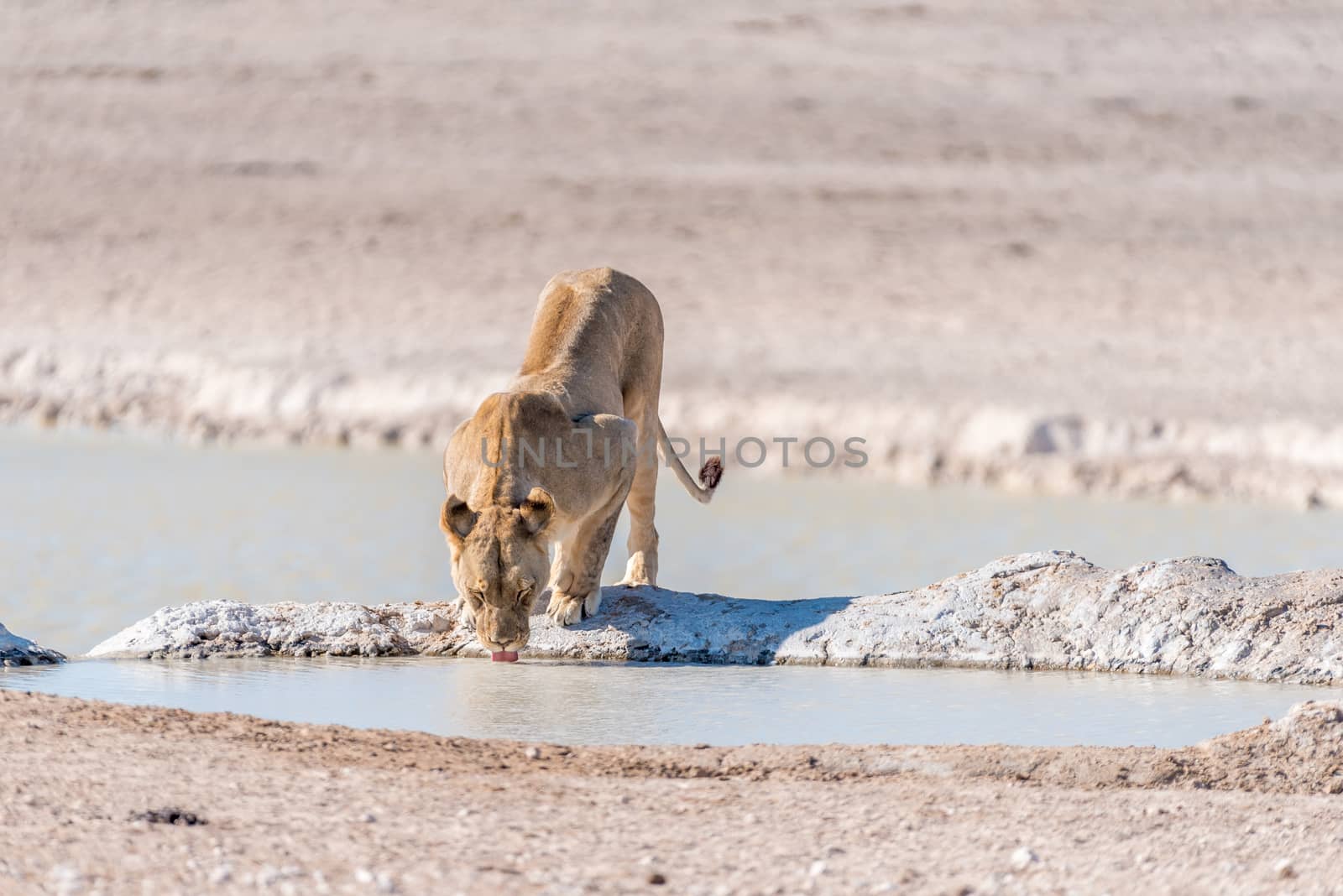 A female African Lion, Panthera leo, drinking water at a waterhole in Northern Namibia