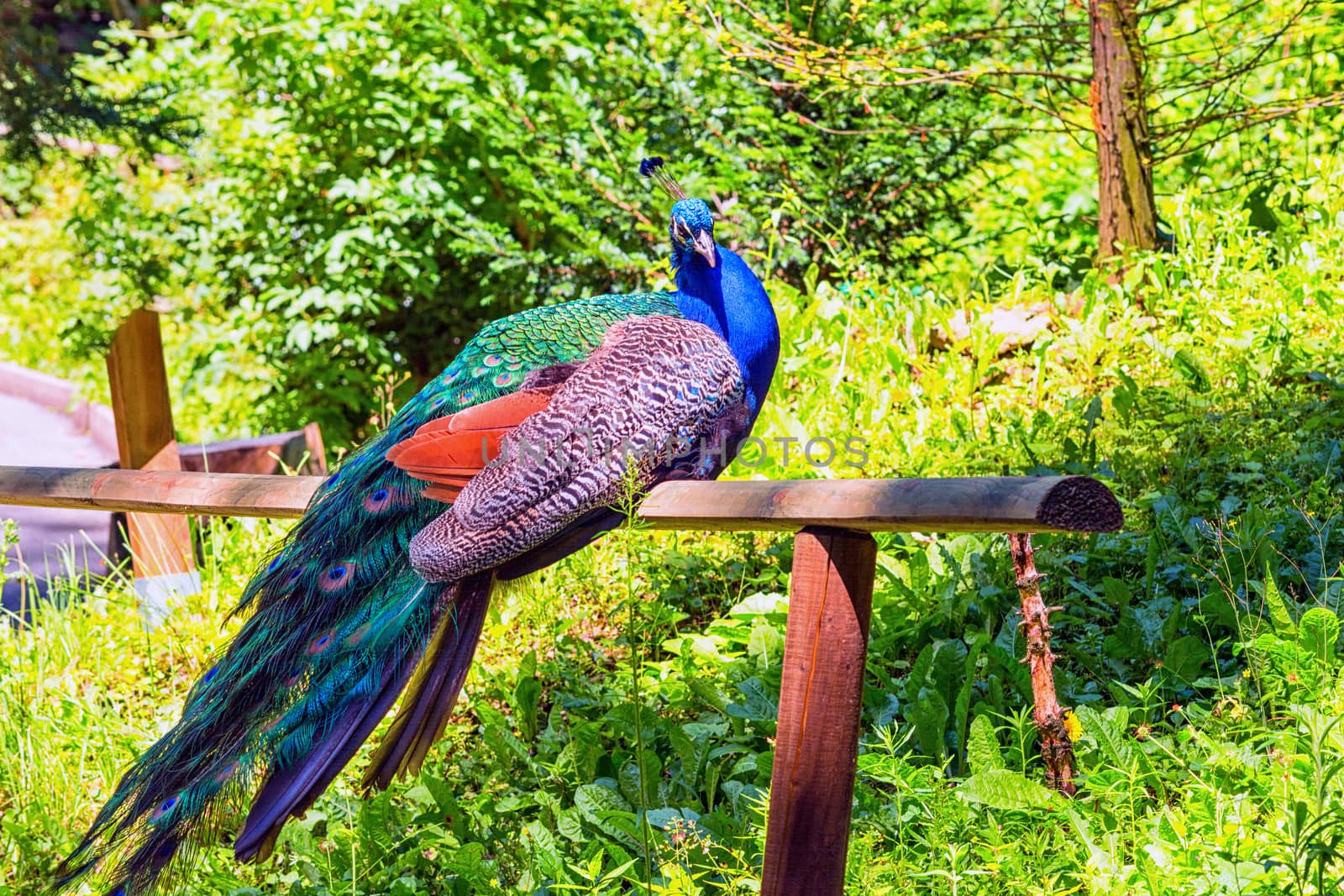 Beautiful big peacock sitting on a wooden fence.