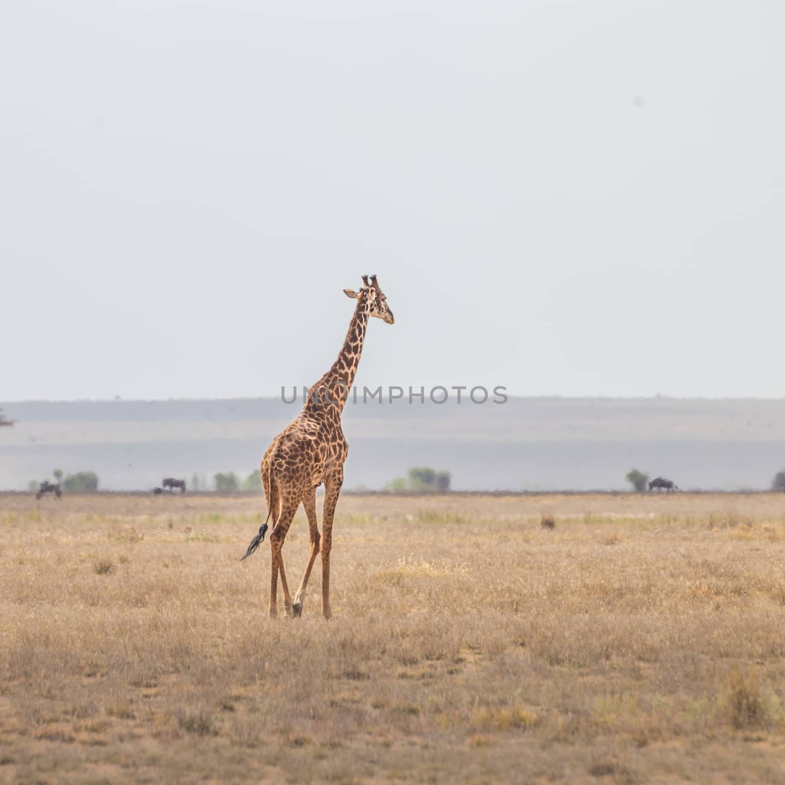 Solitary wild giraffe in Amboseli national park, Kenya.