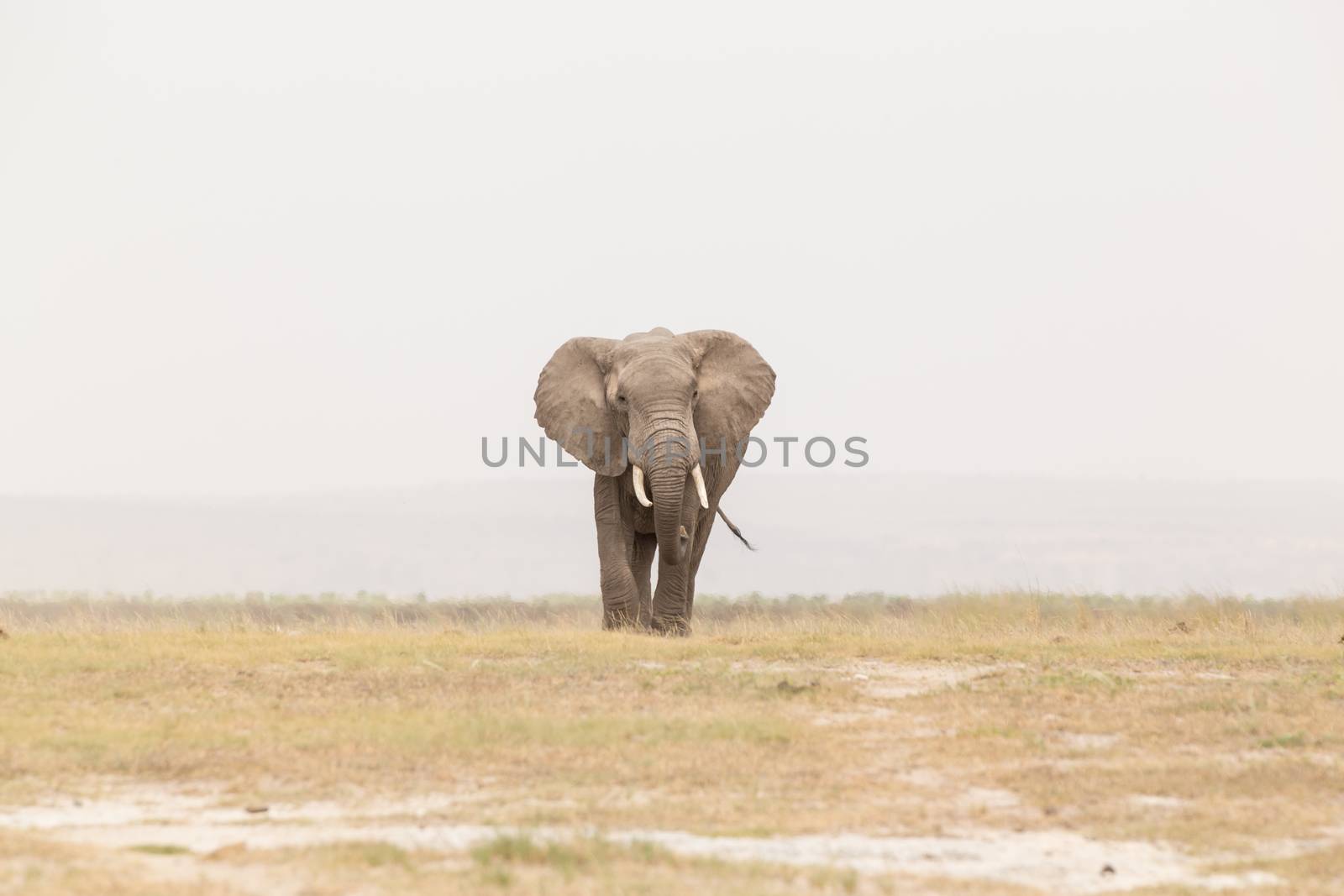 Solitary elephant at Amboseli National Park, formerly Maasai Amboseli Game Reserve, is in Kajiado District, Rift Valley Province in Kenya. The ecosystem that spreads across the Kenya-Tanzania border.