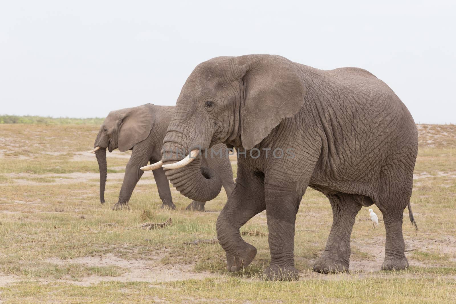 Herd of elephants at Amboseli National Park, formerly Maasai Amboseli Game Reserve, is in Kajiado District, Rift Valley Province in Kenya. The ecosystem that spreads across the Kenya-Tanzania border.