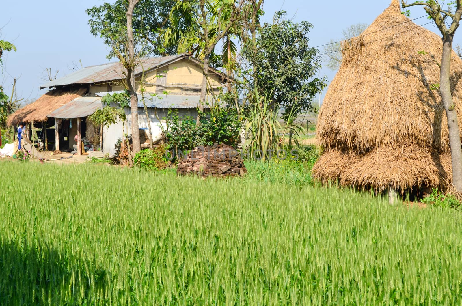 Oryza sativa is the plant species most commonly referred to in English as rice. Rice is known to come in a variety of colors, including: white rice, brown rice, black rice, 
purple rice, and red rice.
