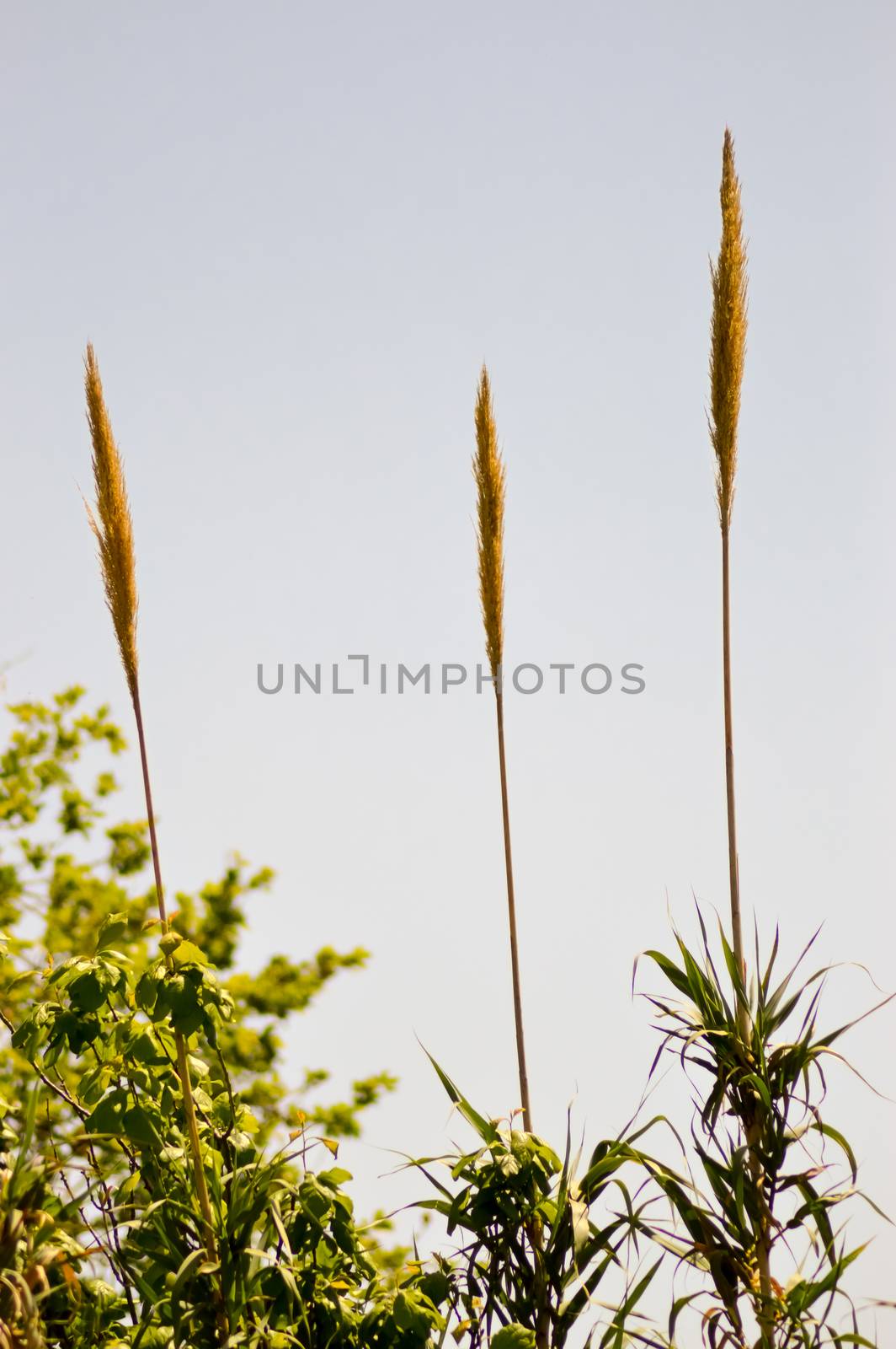 Three reed flowers on a background of blue sky on the island of Crete