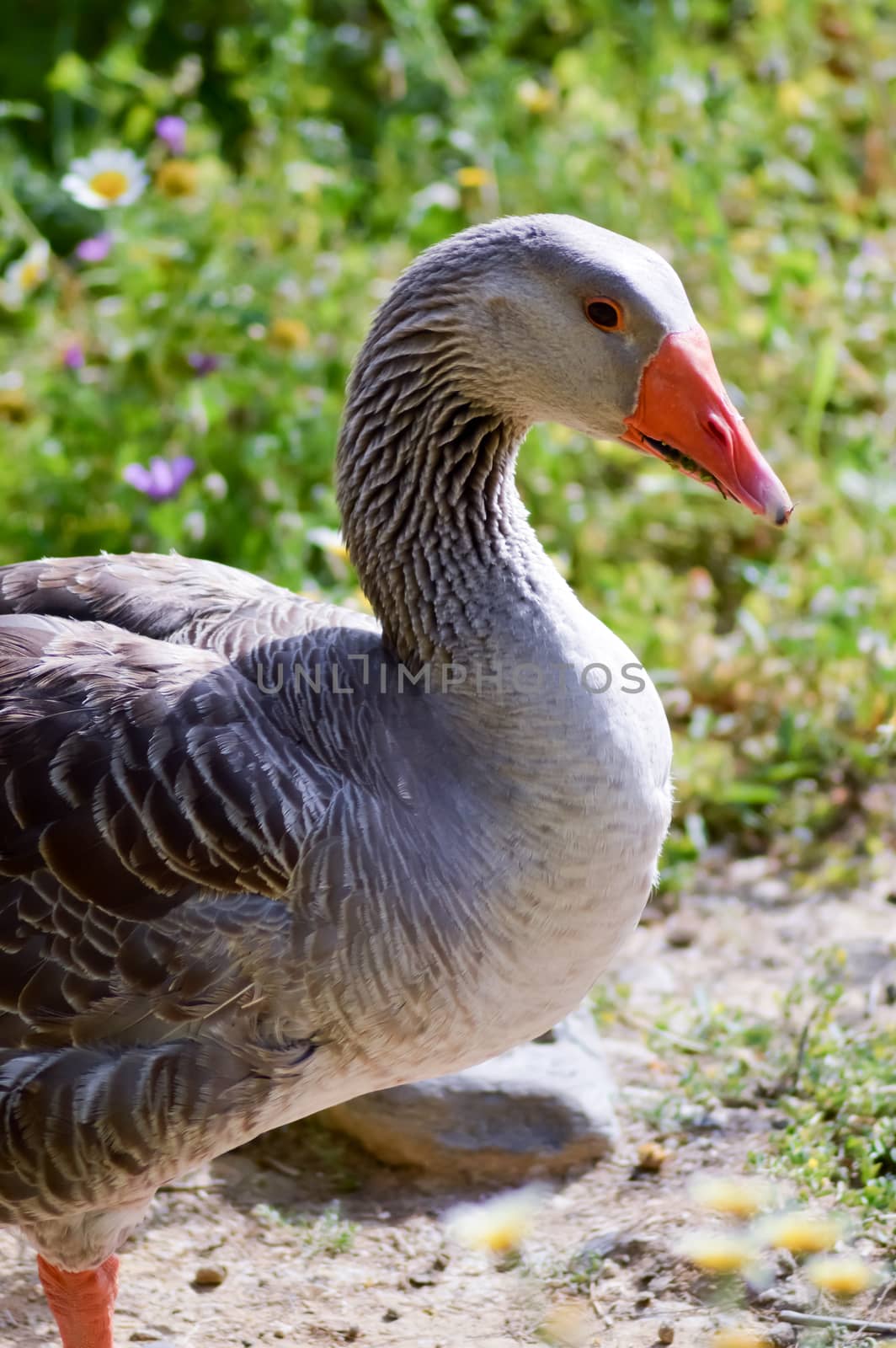 Male goose parmia of daisies on the island of Crete