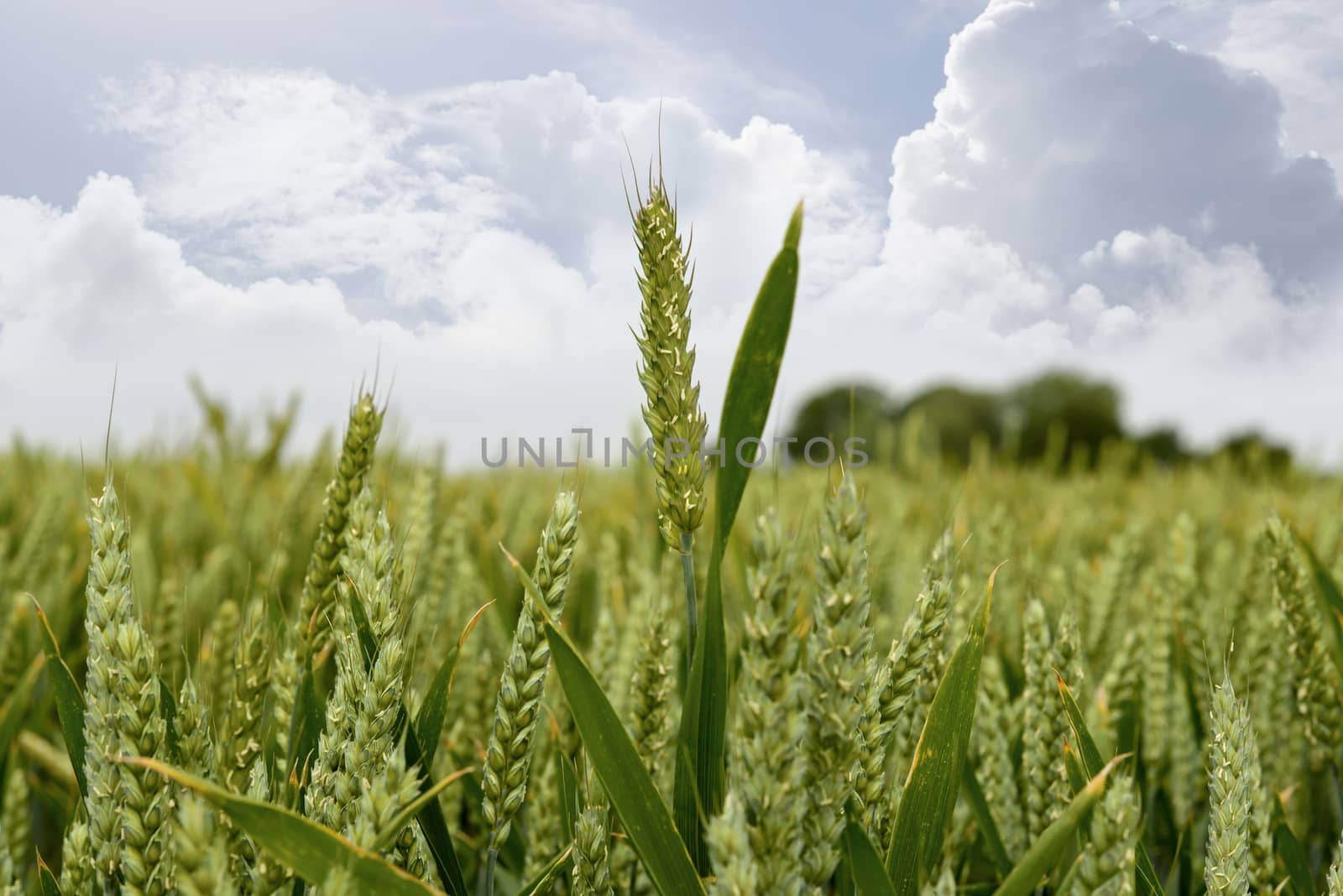 barley crop by morrbyte