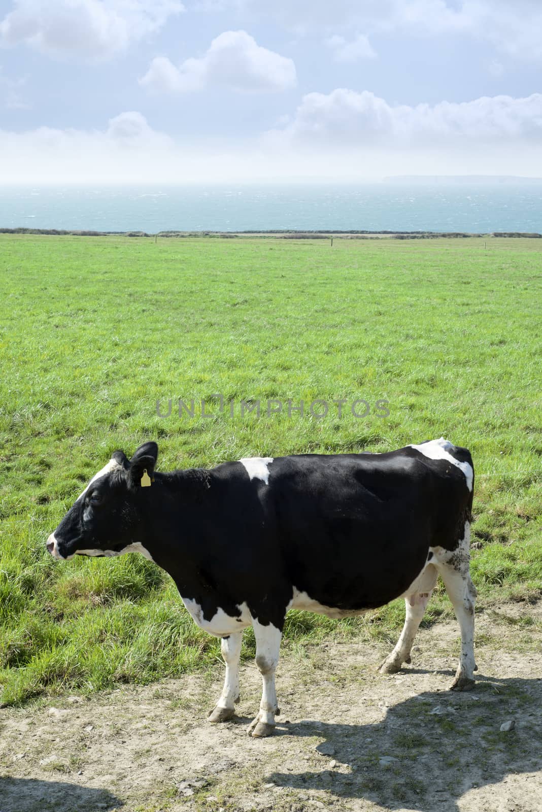 black and white cow on the kerry coast by morrbyte