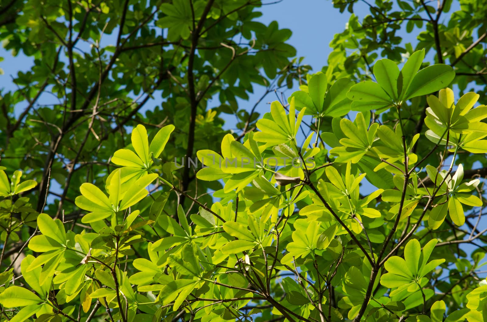 green leaf background in forest , have many species flora . background have many  colour in frame