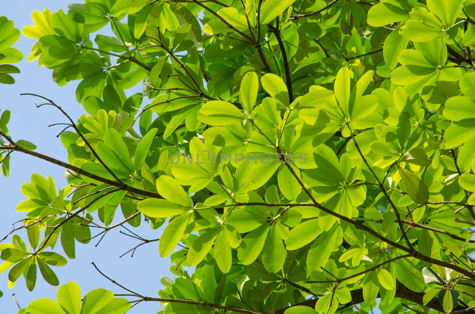 green leaf background in forest , have many species flora . background have many  colour in frame