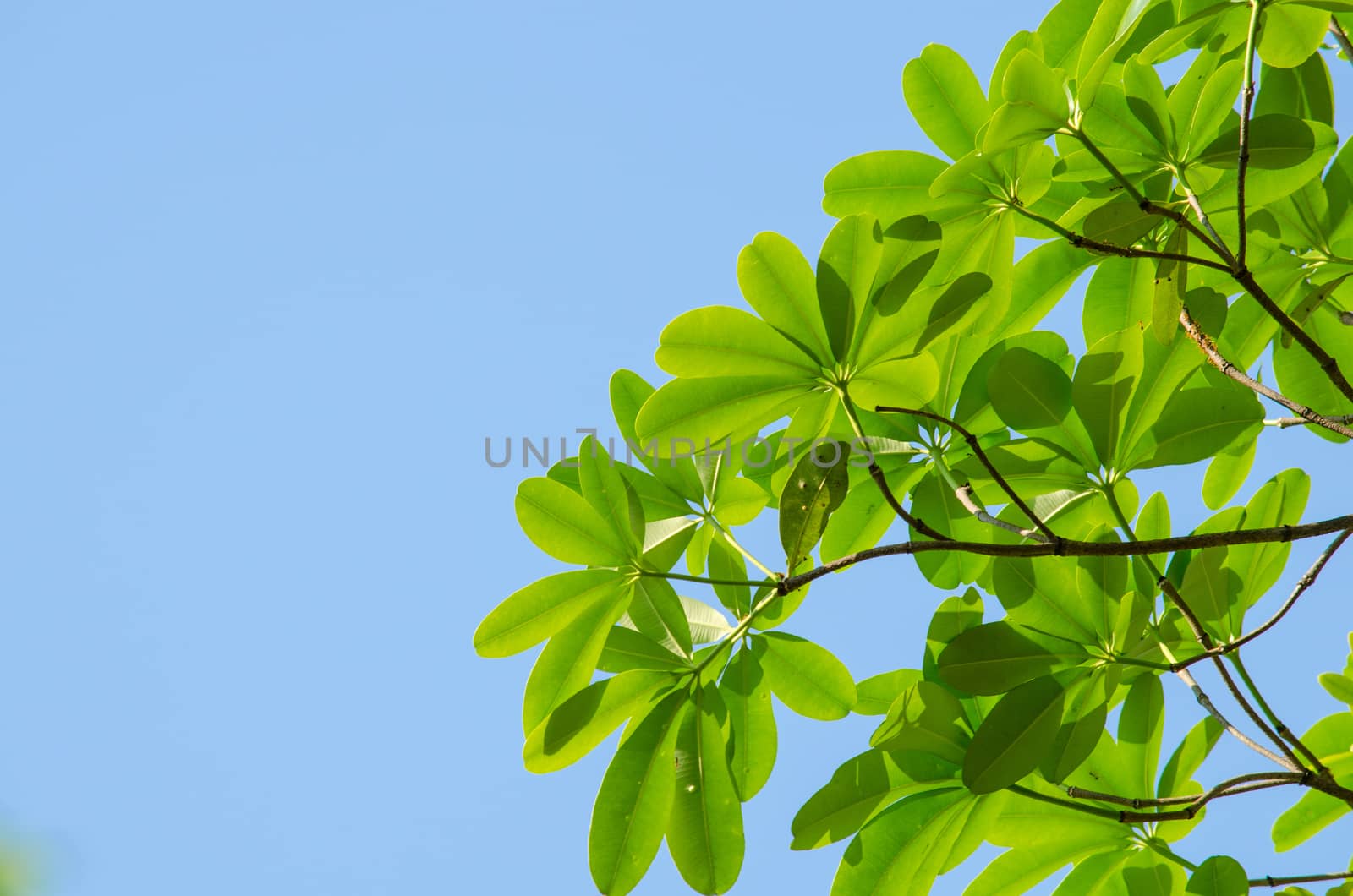 green leaf background in forest , have many species flora . background have many  colour in frame