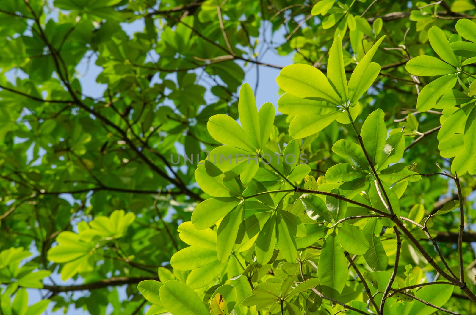 green leaf background in forest , have many species flora . background have many  colour in frame
