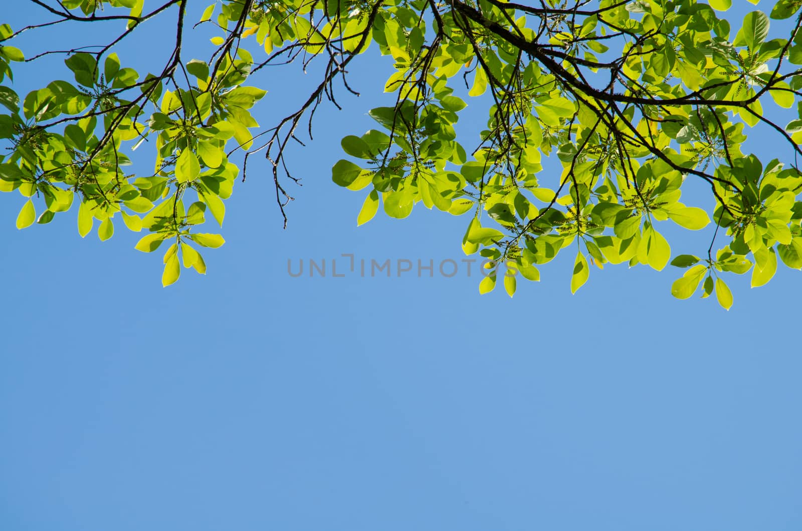 green leaf background in forest , have many species flora . background have many  colour in frame