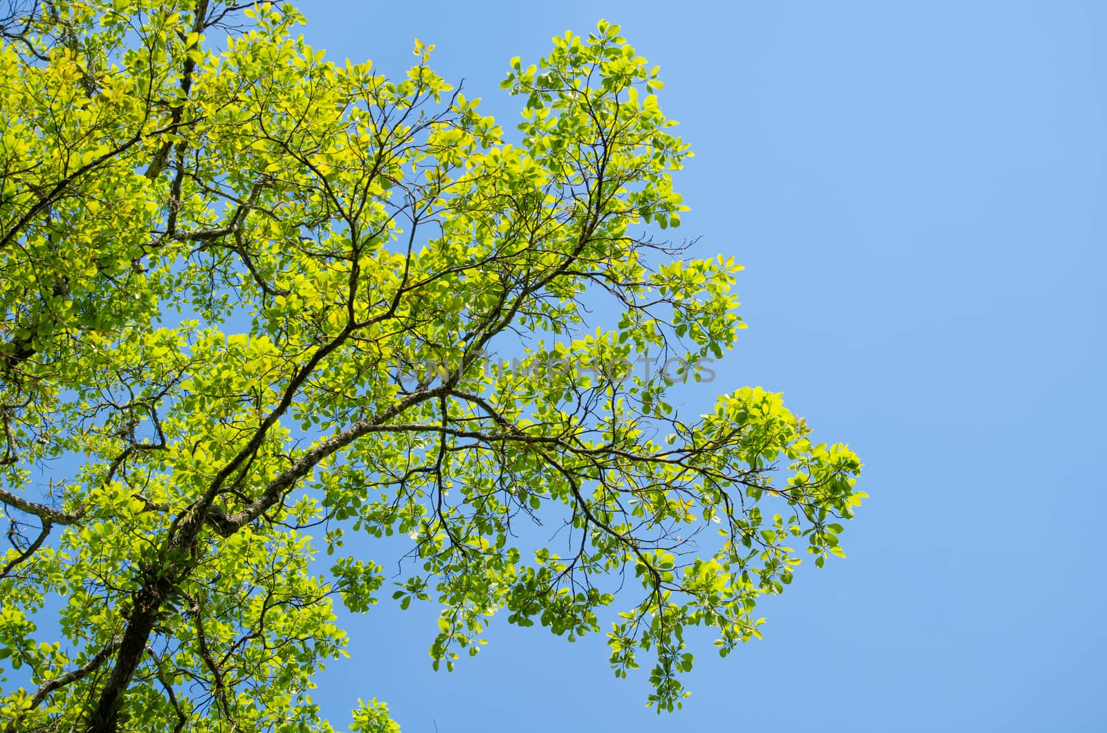 green leaf background in forest , have many species flora . background have many  colour in frame