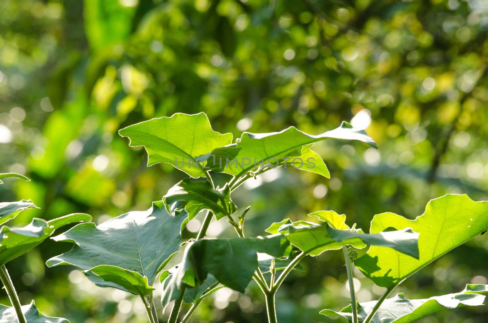 green leaf background in forest , have many species flora . background have many  colour in frame