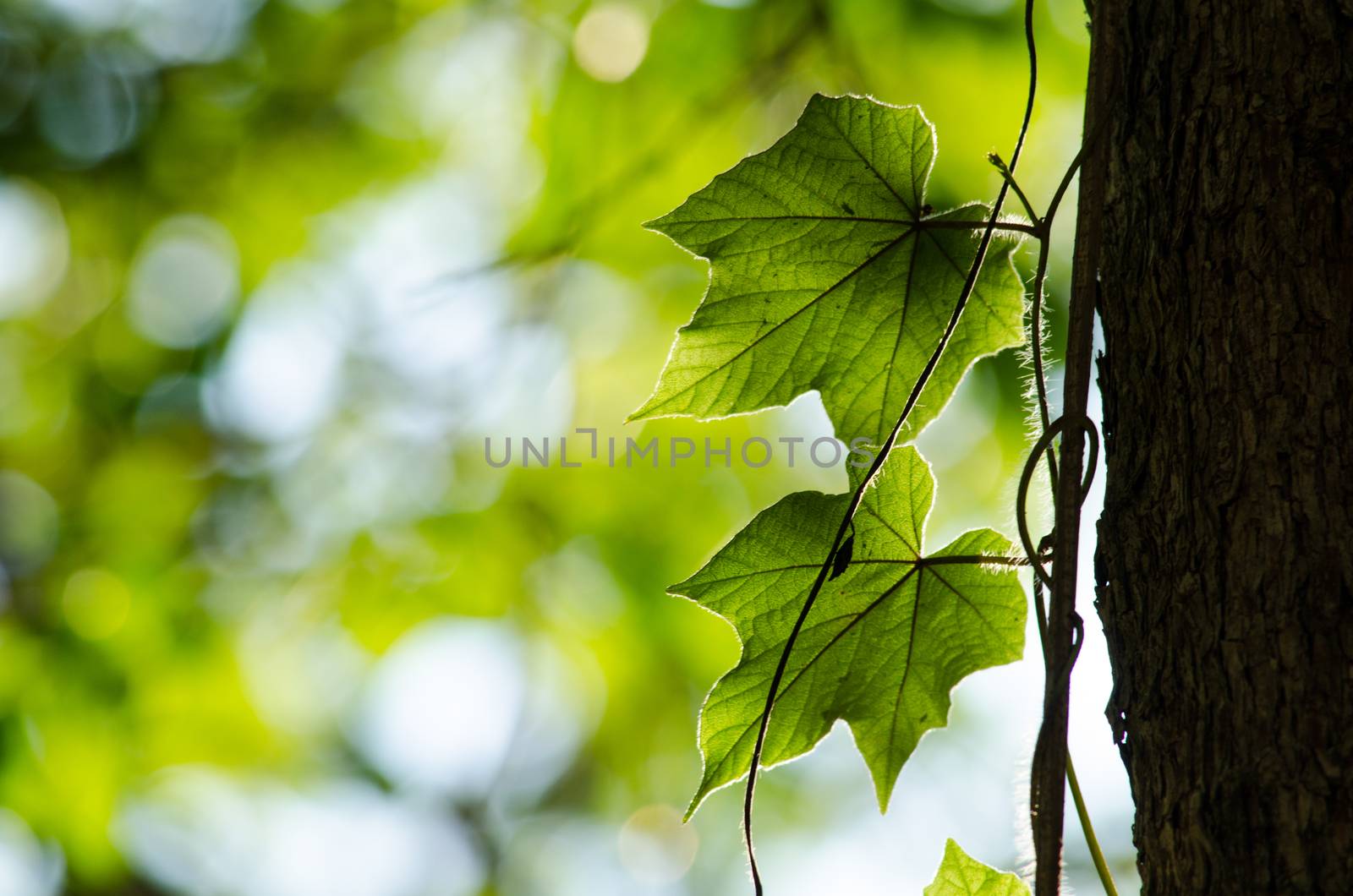 green leaf background in forest , have many species flora . background have many  colour in frame