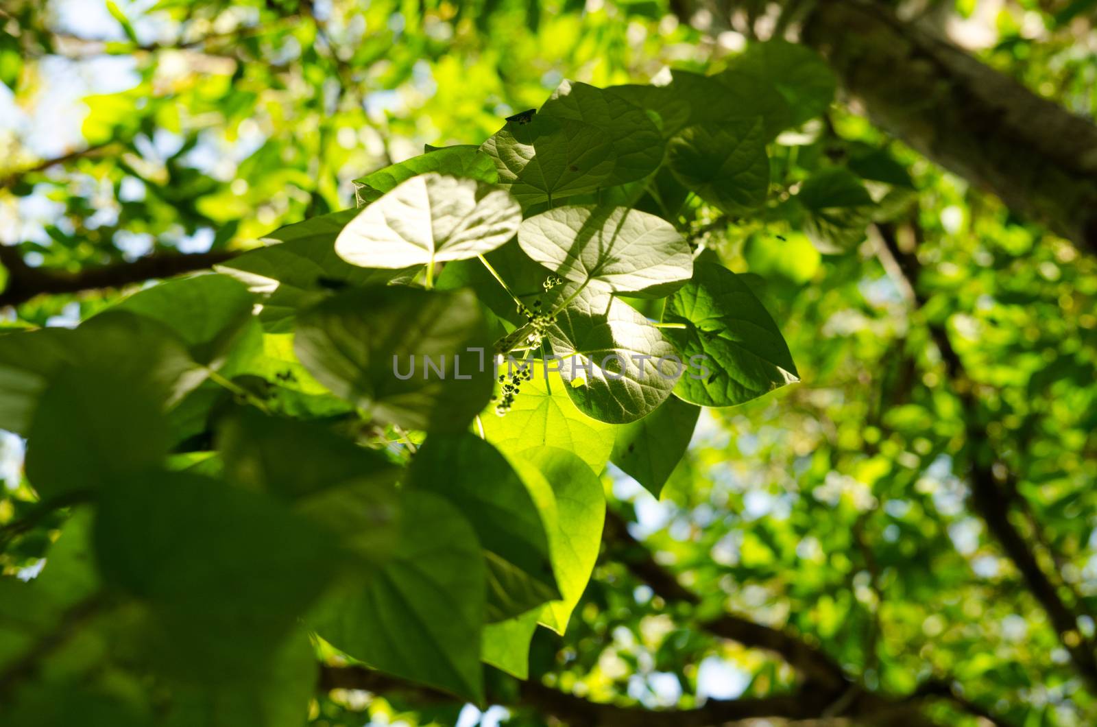green leaf background in forest , have many species flora . background have many  colour in frame