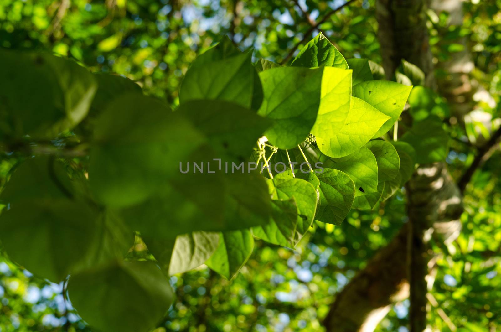 green leaf background in forest , have many species flora . background have many  colour in frame