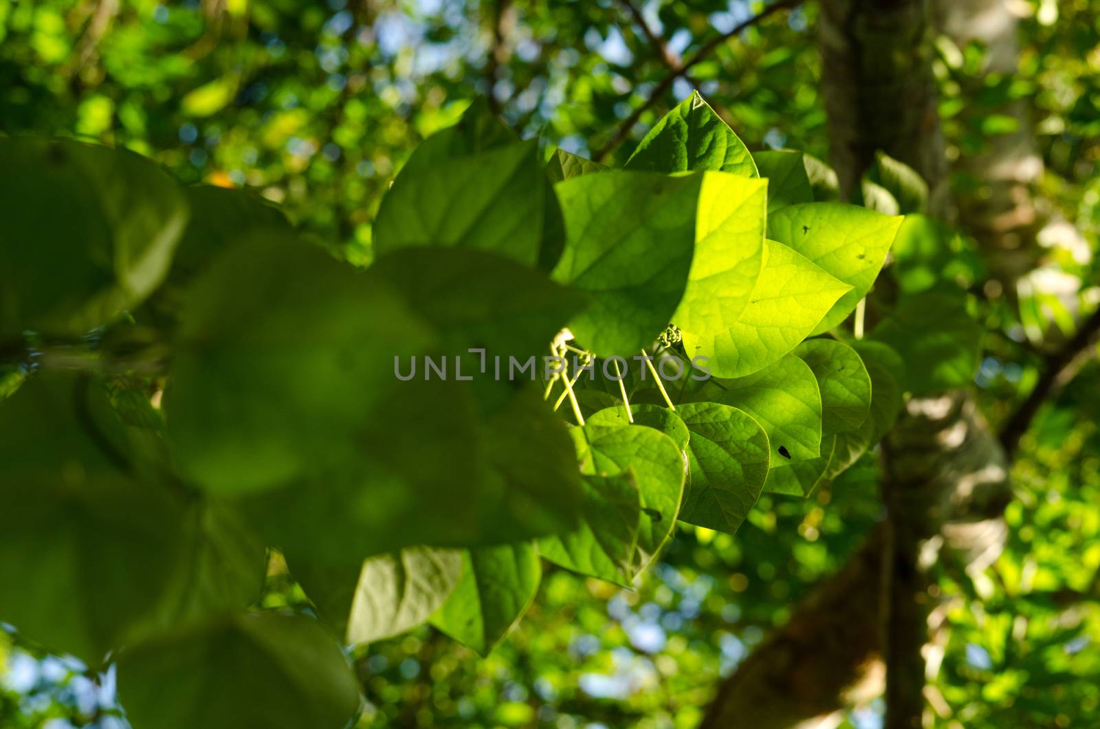 green leaf background in forest , have many species flora . background have many  colour in frame