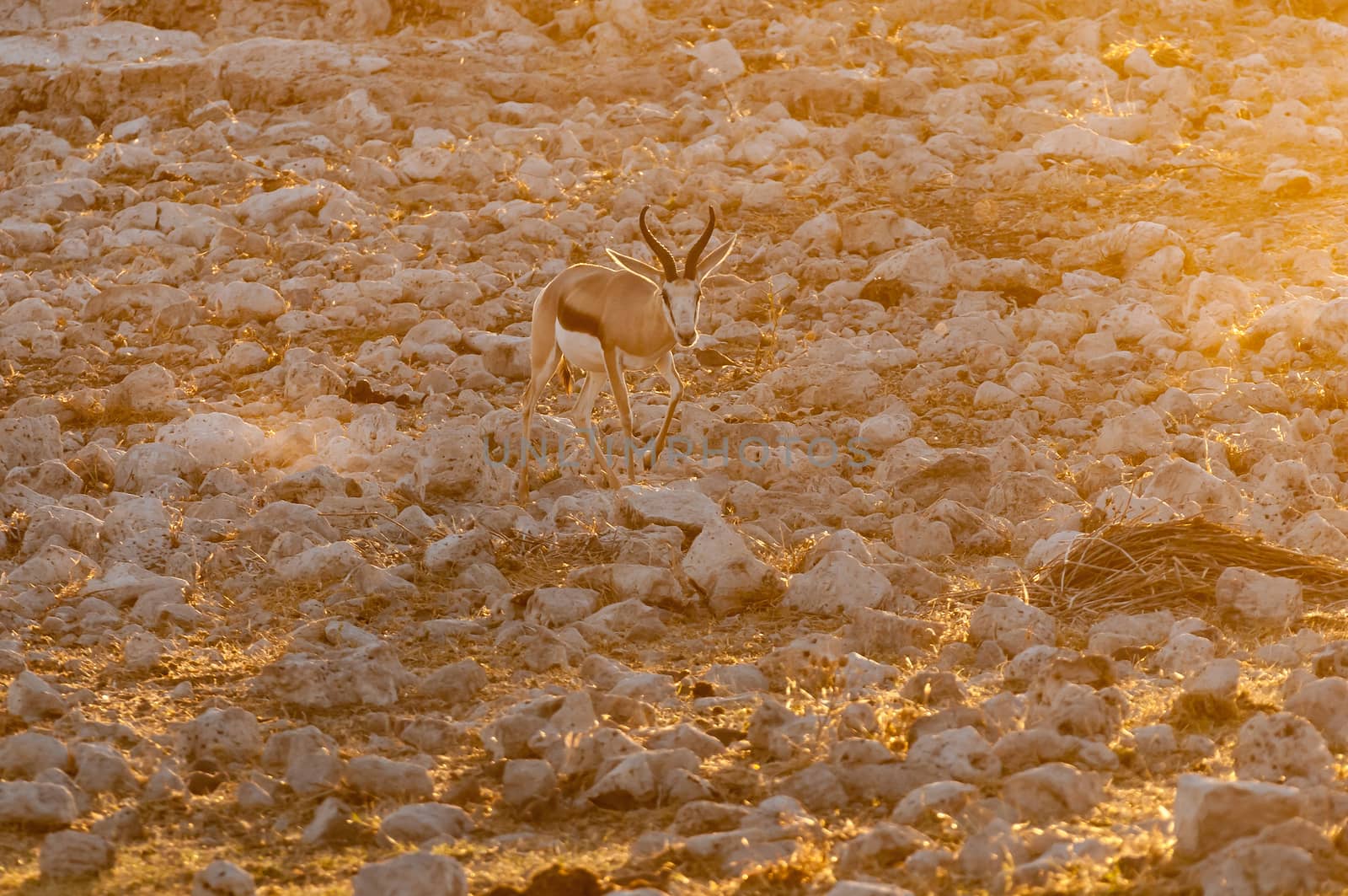 A springbok (Antidorcas marsupialis), walking between white, calcrete, rocks at sunset in Northern Namibia