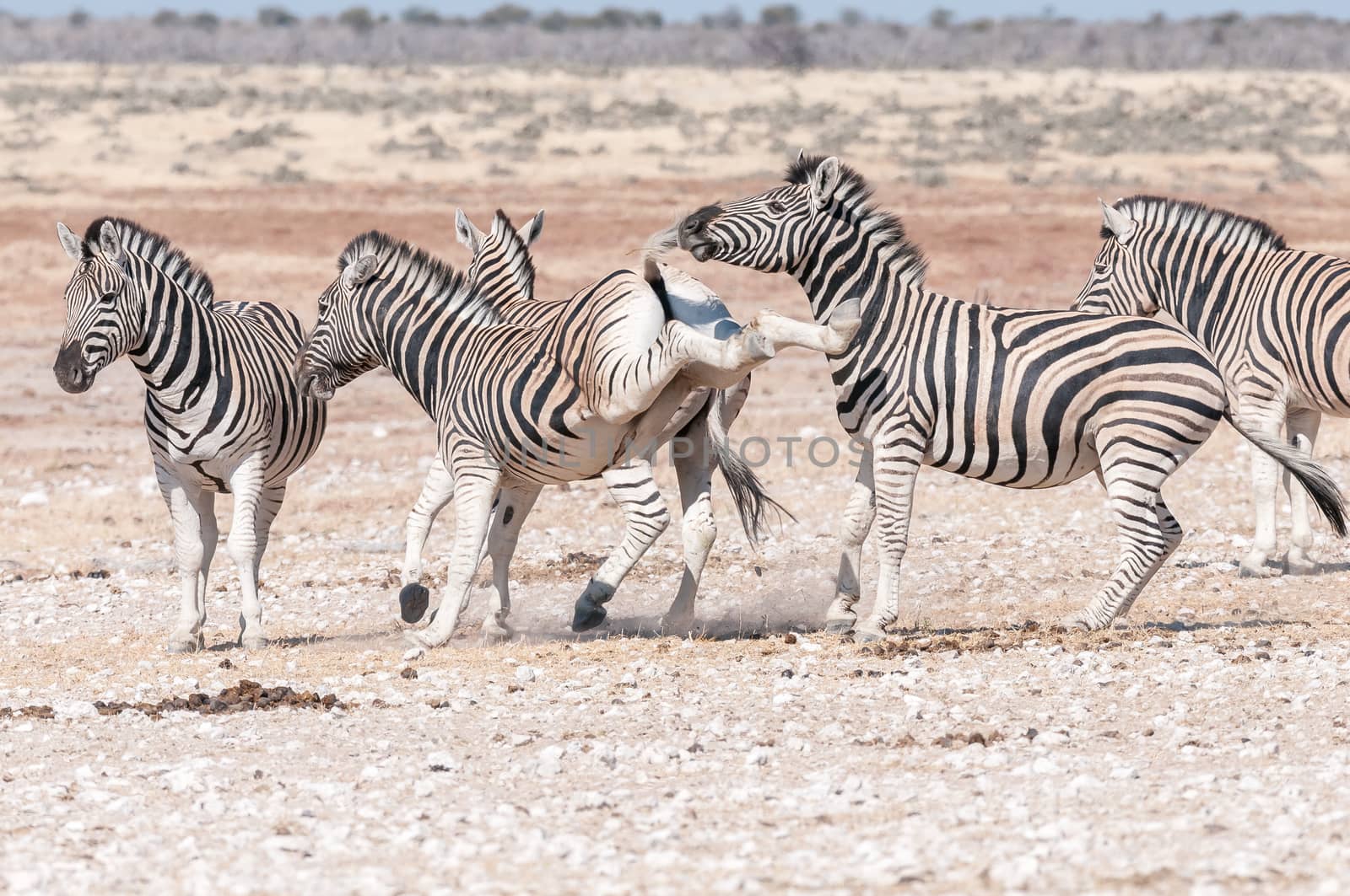 A Burchells zebra stallion, Equus quagga burchellii, kicking with both hind legs during a fight with another zebra in Northern Namibia
