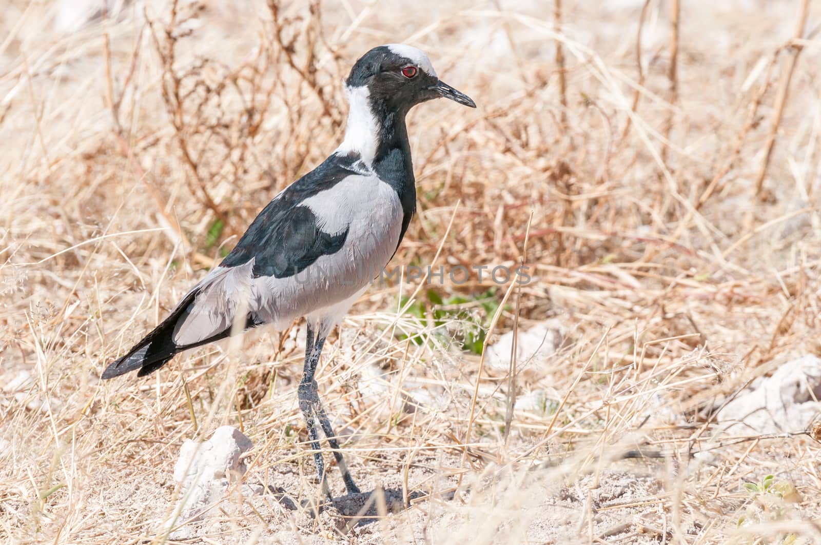 A blacksmith lapwing, also called a blacksmith plover, Vanellus armatus in Northern Namibia