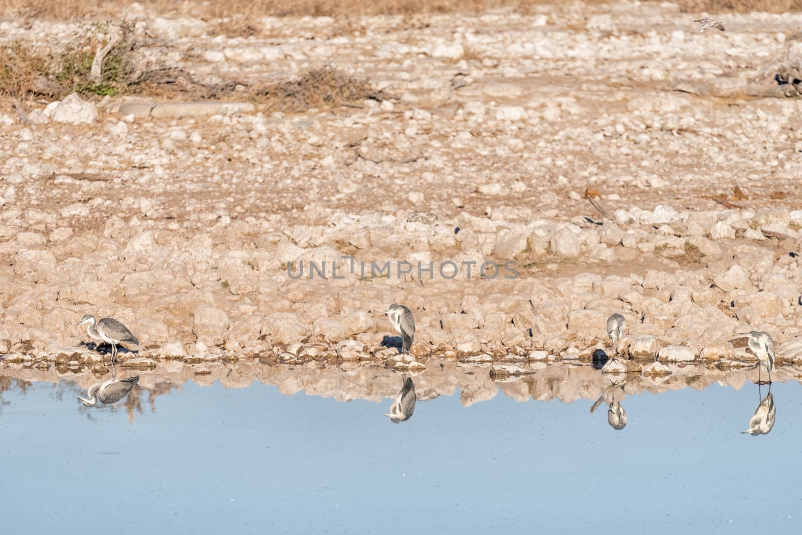 Four grey herons (Ardea cinerea), with their reflections visible in a waterhole in Northern Namibia
