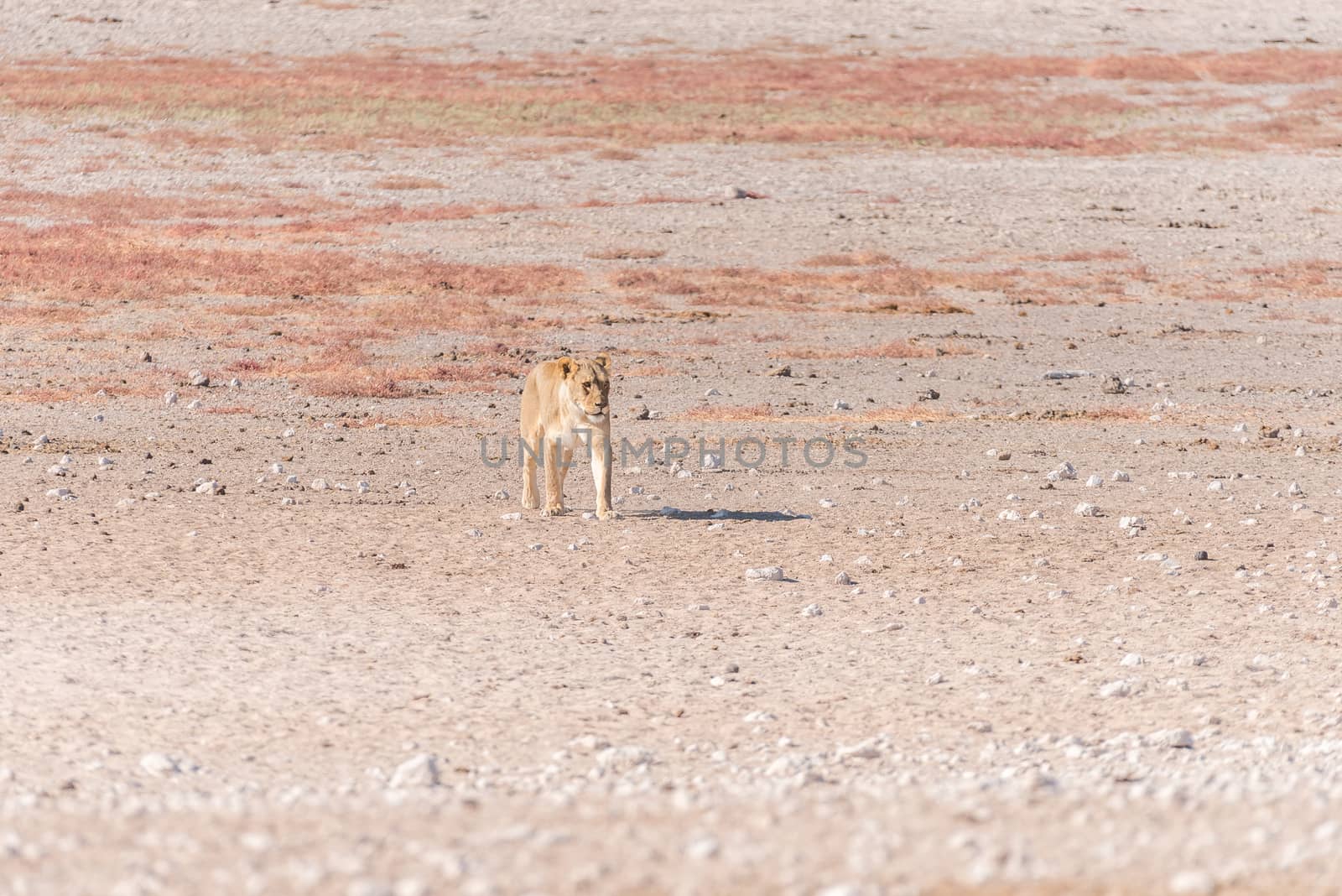 A female African Lion, Panthera leo, walking towards a waterhole in Northern Namibia