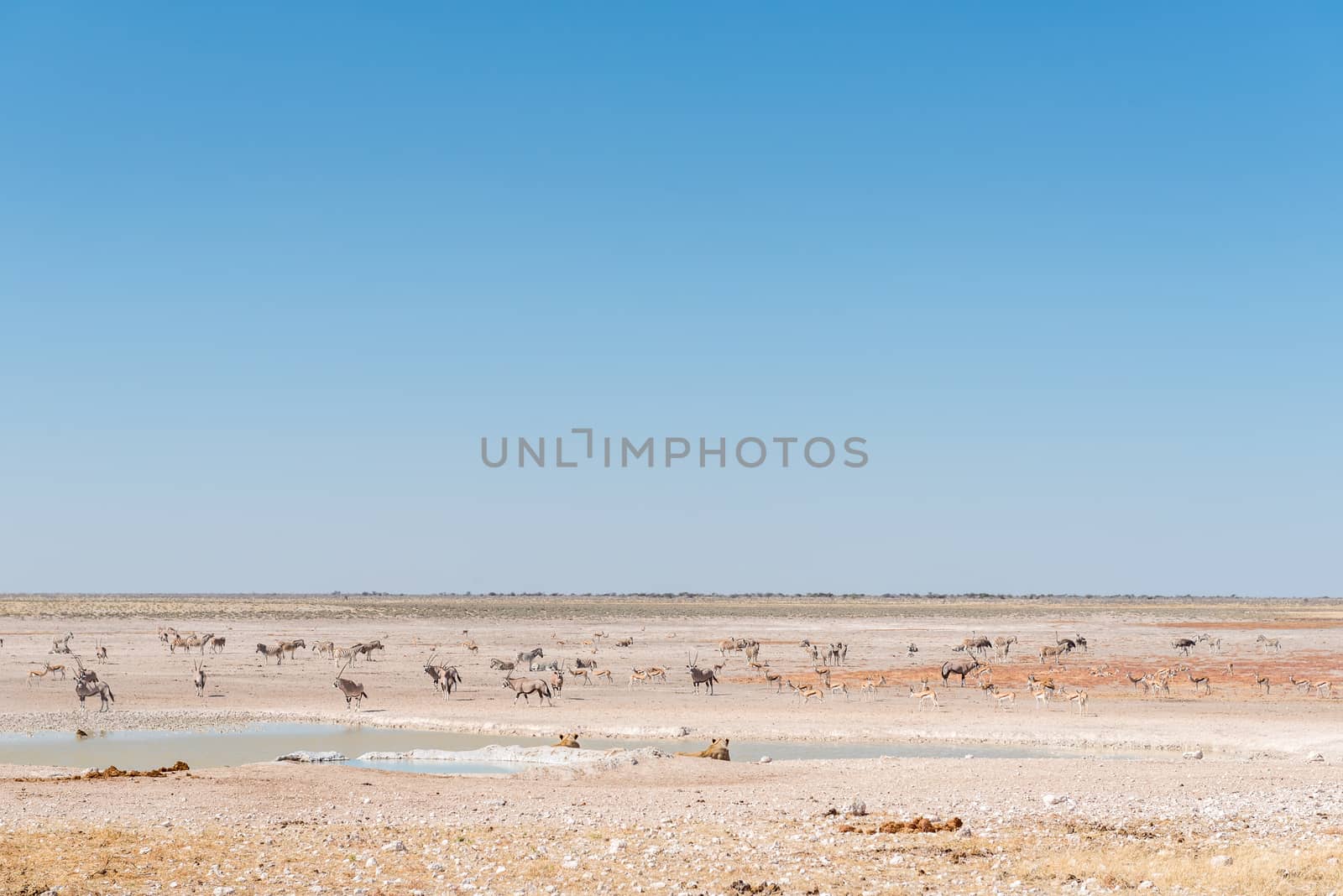 Two lionesses watching oryx, springbok and Burchells zebras at a waterhole