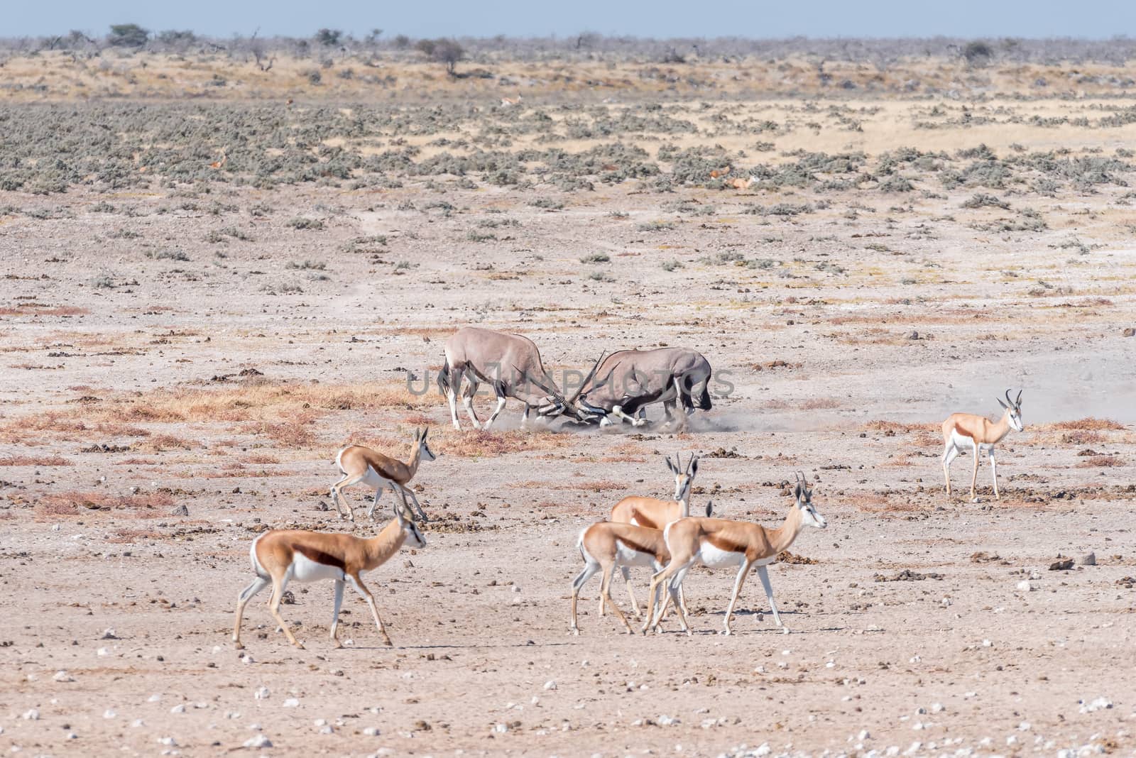 Two oryx (also called gemsbok), Oryx gazella, fighting in Northern Namibia
