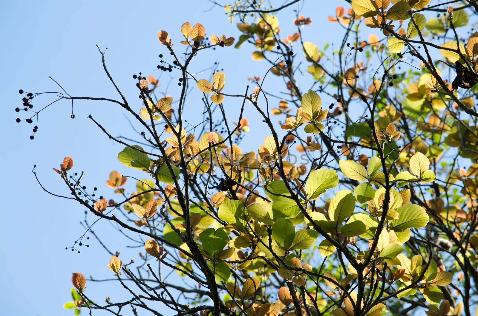 green leaf background in forest , have many species flora . background have many  colour in frame