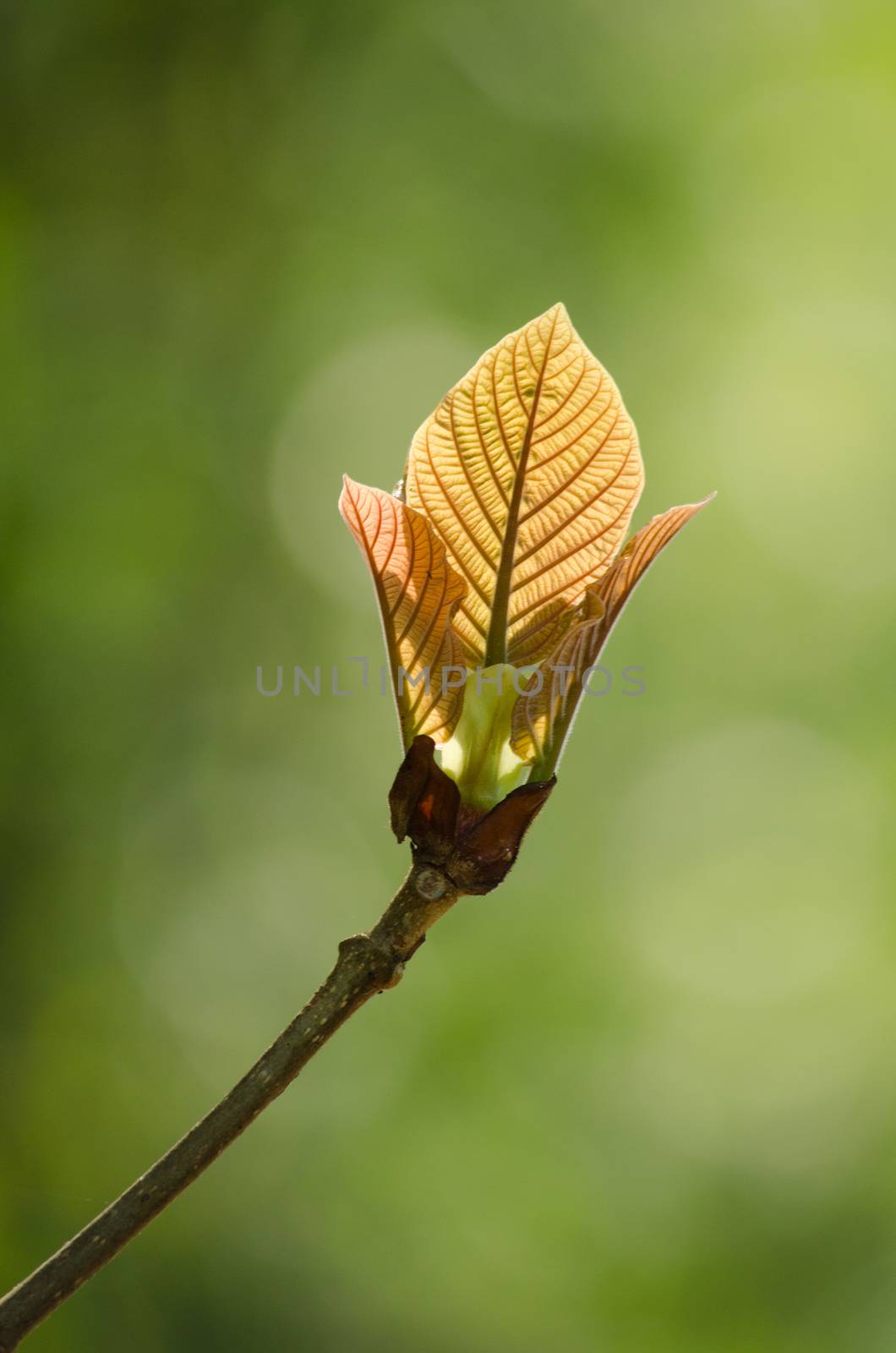 green leaf background in forest , have many species flora . background have many  colour in frame