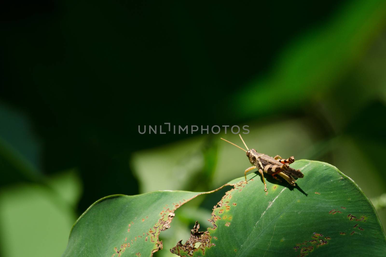 green leaf background in forest , have many species flora . background have many  colour in frame