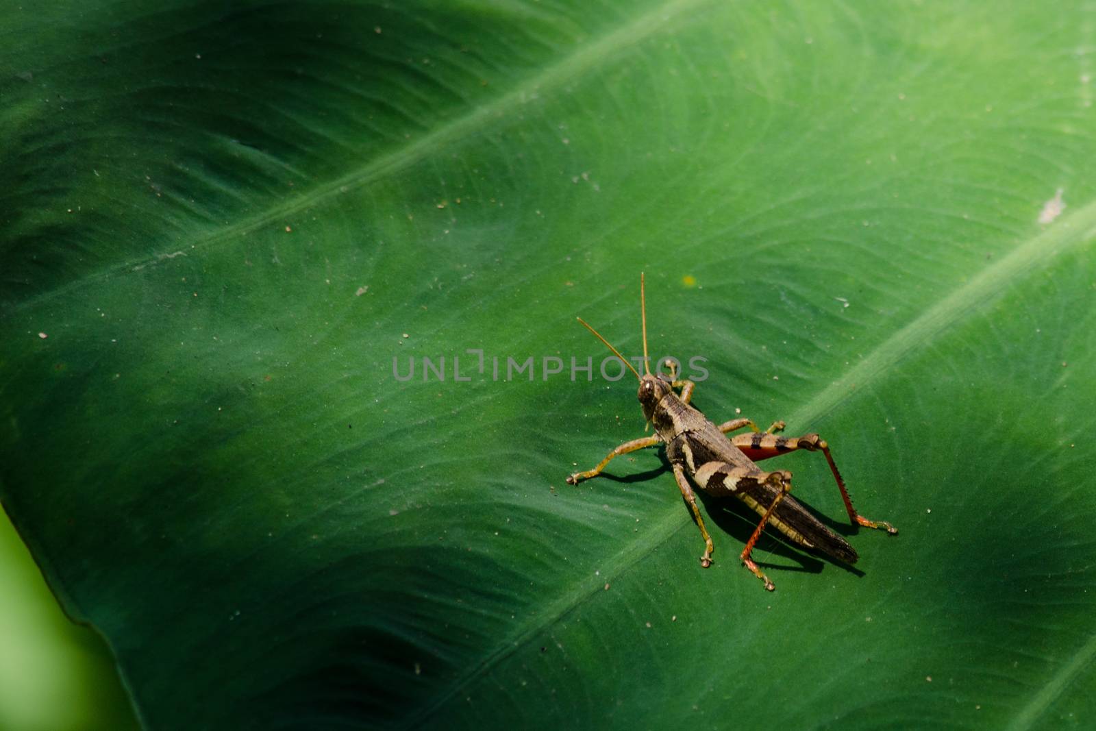 green leaf background in forest , have many species flora . background have many  colour in frame