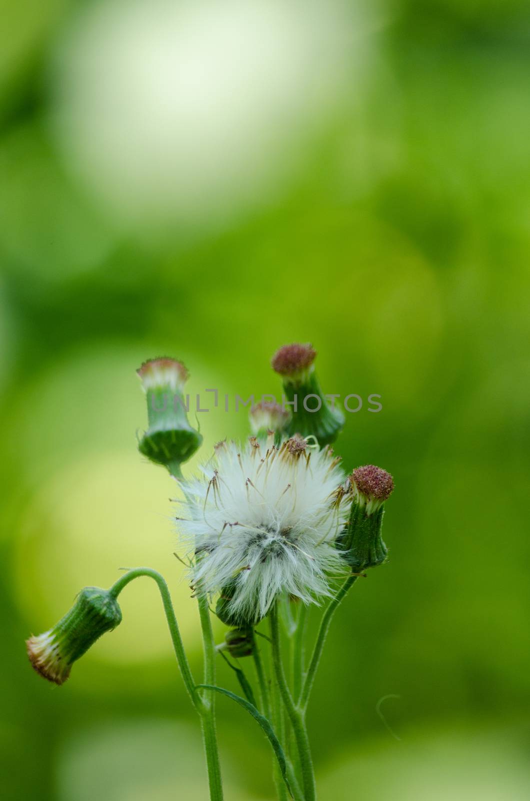 green leaf background in forest , have many species flora . background have many  colour in frame