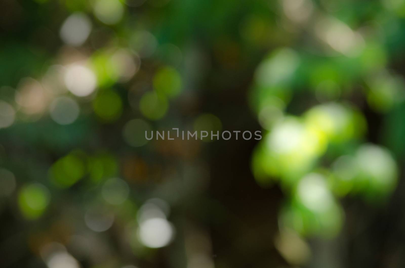 green leaf background in forest , have many species flora . background have many  colour in frame