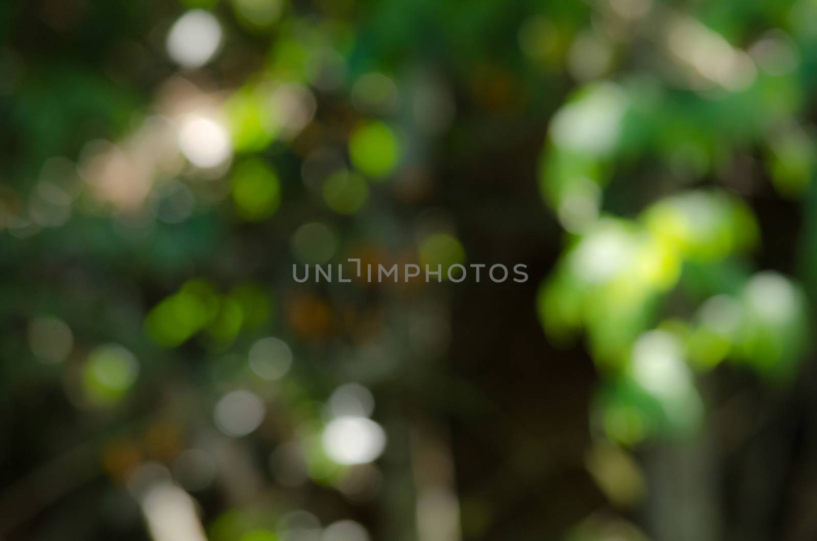 green leaf background in forest , have many species flora . background have many  colour in frame