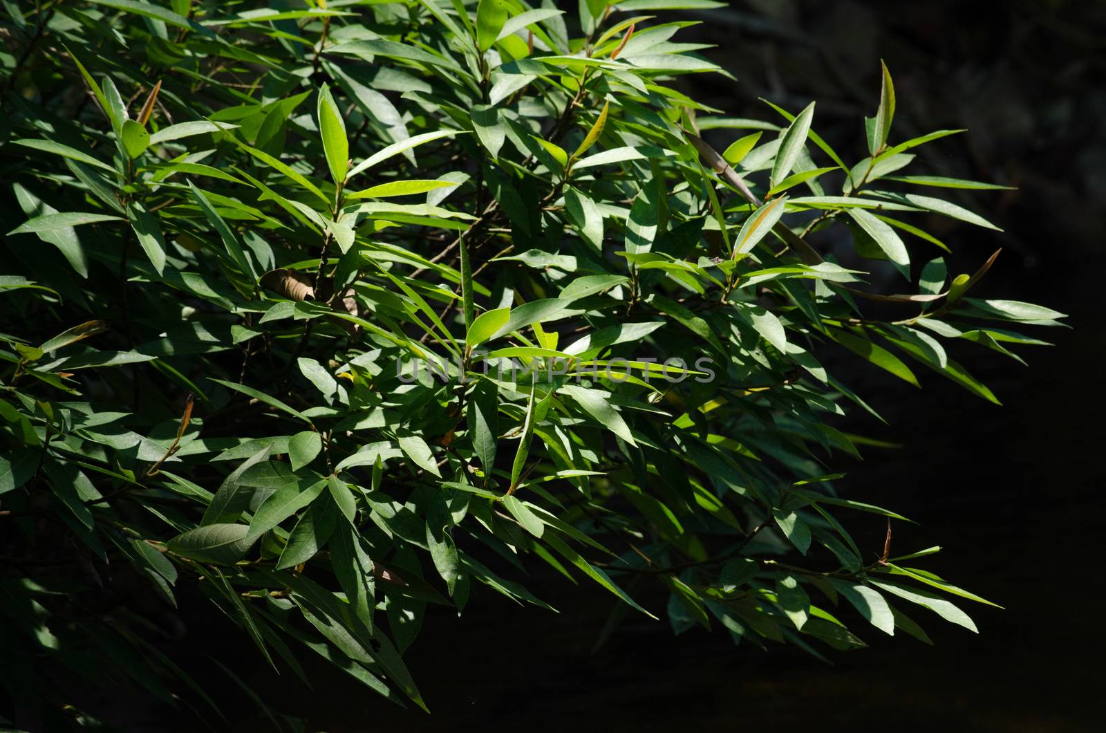 green leaf background in forest , have many species flora . background have many  colour in frame