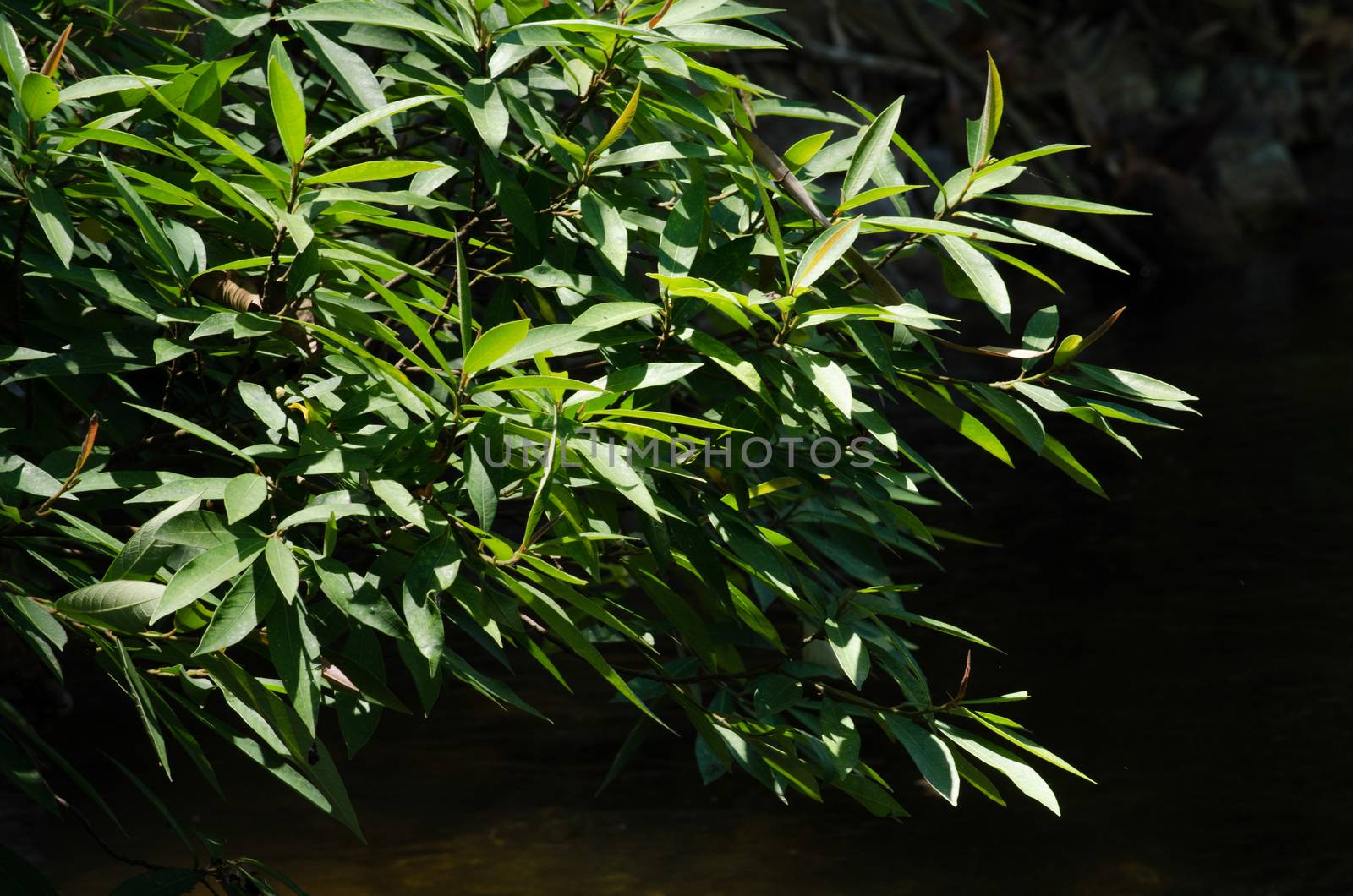 green leaf background in forest , have many species flora . background have many  colour in frame
