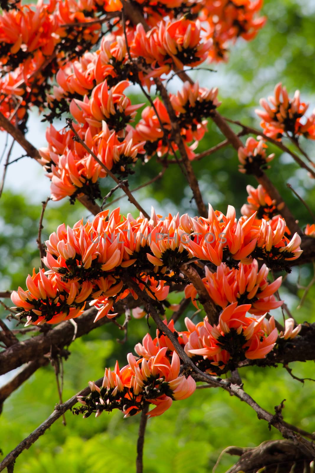 Bastard Teak is species of Butea native to tropical and sub-tropical parts of the indian subcontinent and Southeast Asia . it is a medium sized dry season-deciduous tree,growing to 15 m tall