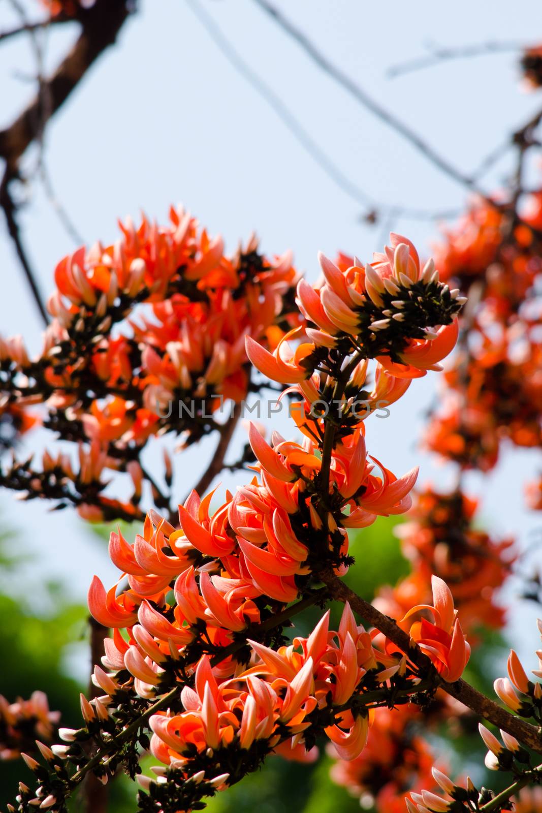 Bastard Teak is species of Butea native to tropical and sub-tropical parts of the indian subcontinent and Southeast Asia . it is a medium sized dry season-deciduous tree,growing to 15 m tall