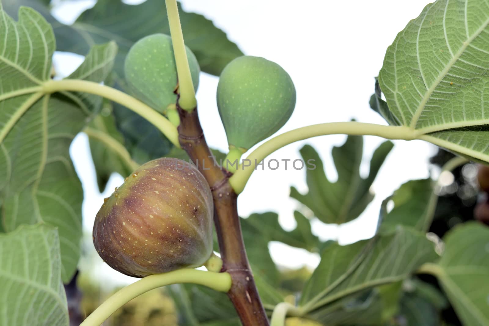 Figs almost ripe still on the tree