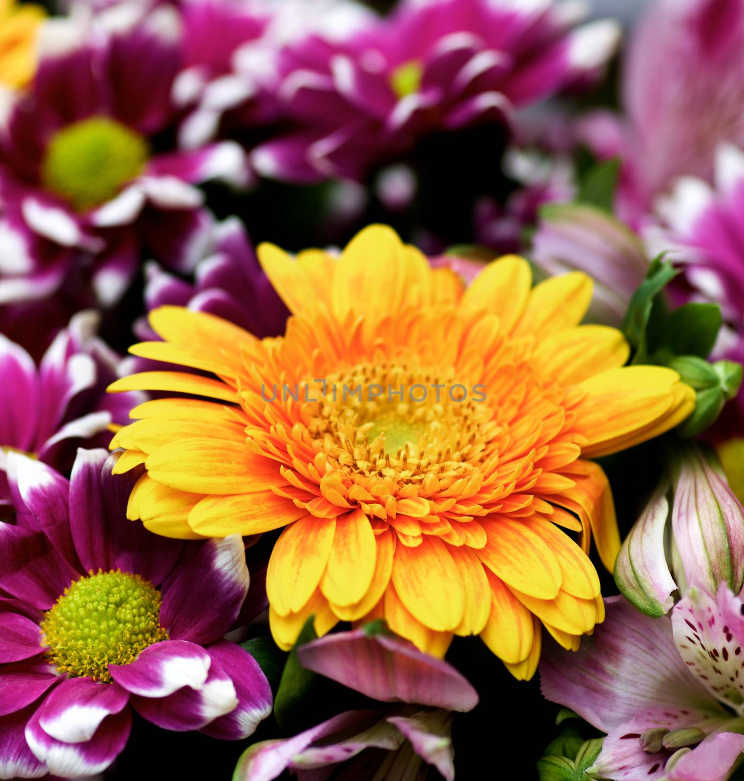 Colorful Summer Bouquet with Yellow Gerber Flower, Purple Chrysanthemum and Pink Alstroemeria on Blurred background closeup. Selective Focus