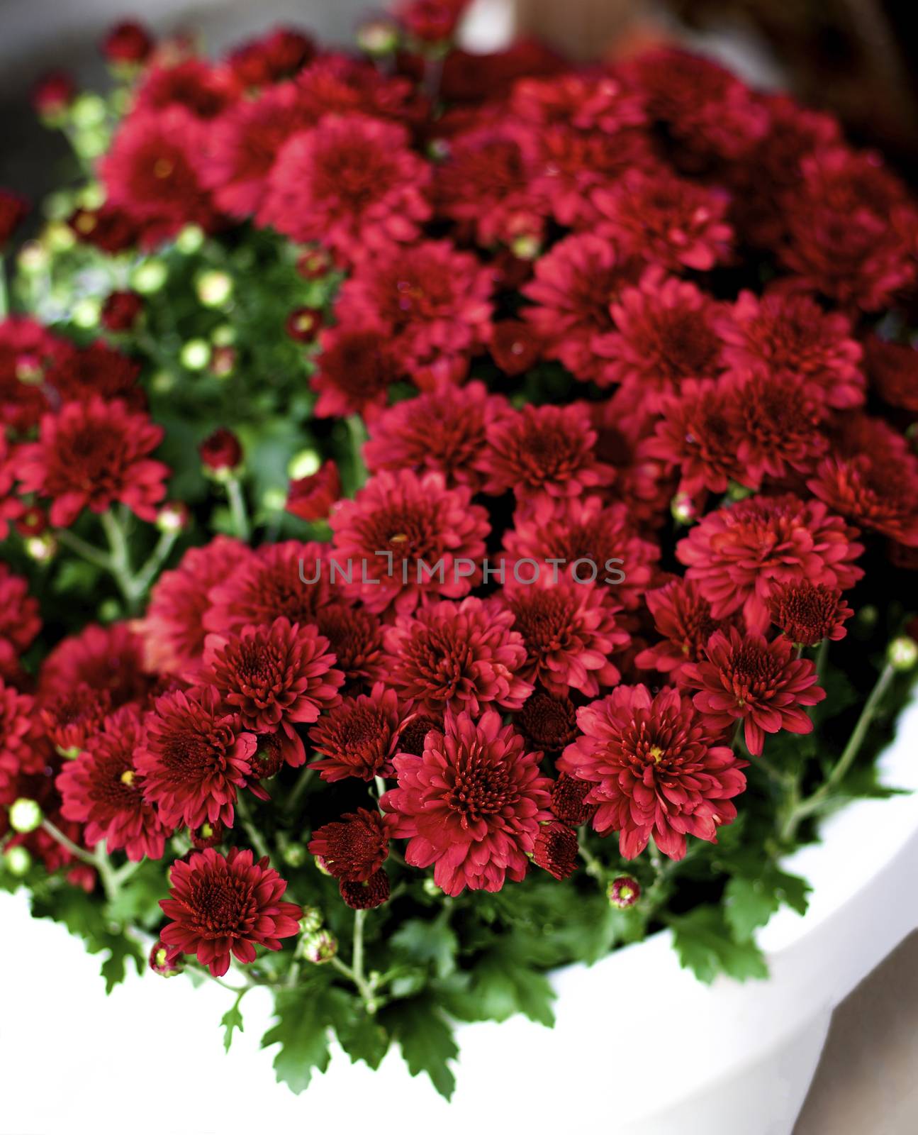 Bush of Beautiful Red Chrysanthemum in White Flower Pot closeup. Focus on Foreground