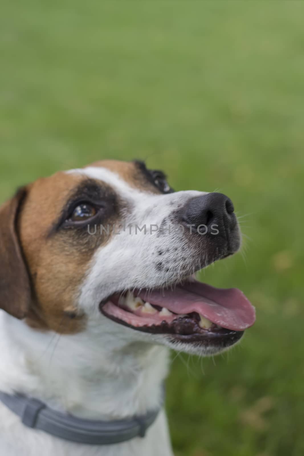 Portrait of Jack Russell Terrier dog on green grass, looking up