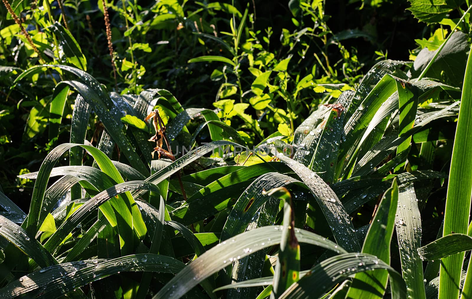 Green plants illuminated by the evening sun after the rain.